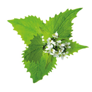 био коприва